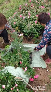 高度50厘米丰花月季