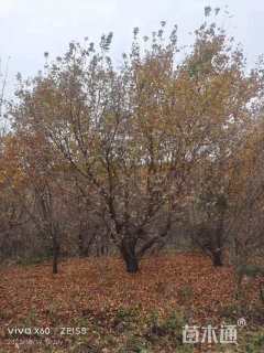 高度8厘米丛生元宝枫