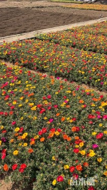 高度14厘米太阳花