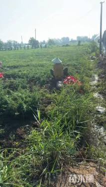 高度30厘米铺地柏