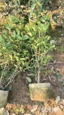 1公分桂花