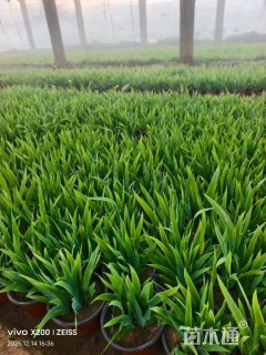 高度12厘米蓝花鸢尾