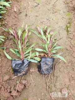 高度10厘米千鸟花