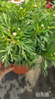 高度25厘米玛格丽特花