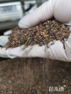 茼蒿菊种子