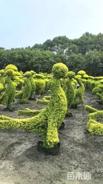 1公分女贞