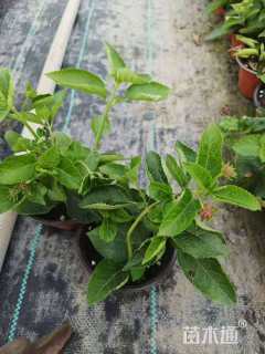 高度20厘米蓝雪花