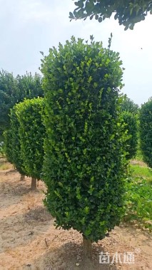 高度200厘米卫矛柱