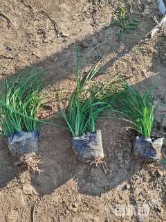 高度15厘米麦冬