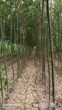 5公分馒头柳
