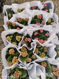 高度15厘米长寿花