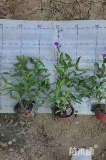 高度30厘米马鞭草