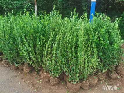 高度50厘米卫矛