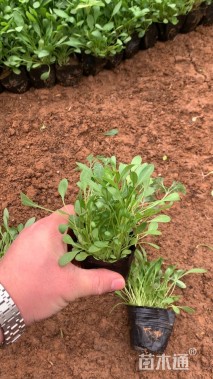 高度30厘米金鸡菊