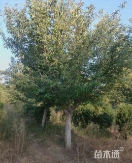7公分阳光樱