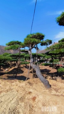 高度200厘米油松