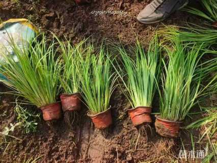 高度28厘米金叶石菖蒲