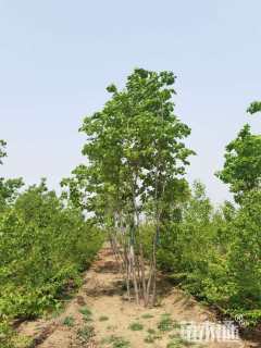 高度400厘米丛生蒙古栎