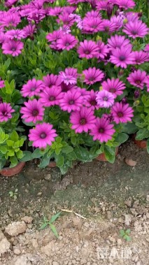 高度22厘米南非万寿菊