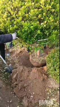 冠幅120厘米卫矛球