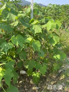高度150厘米木芙蓉