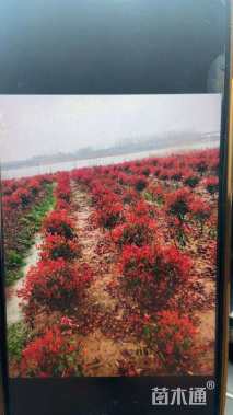 冠幅130厘米红叶石楠球