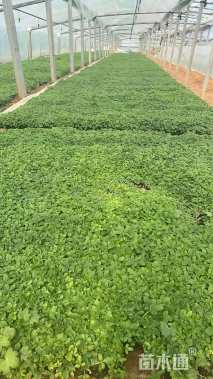 高度20厘米醉蝶花