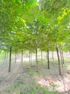 10公分裂叶榆