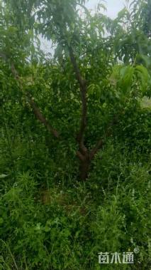 高度250厘米李子树