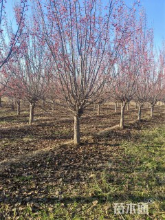 10公分垂丝海棠