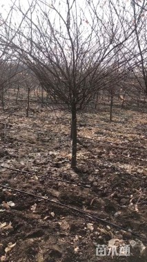高度360厘米蜡梅