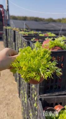 高度15厘米欧石竹