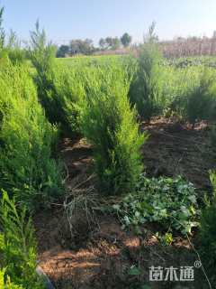 高度1500厘米塔柏