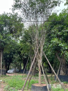 15公分小叶紫薇