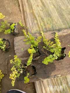 高度14厘米金叶过路黄