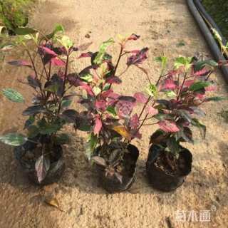 高度30厘米七彩大红花