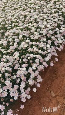 高度20厘米玛格丽特花