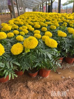 高度20厘米万寿菊