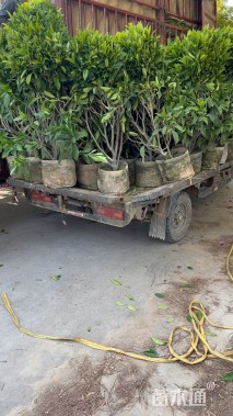 高度60厘米非洲茉莉