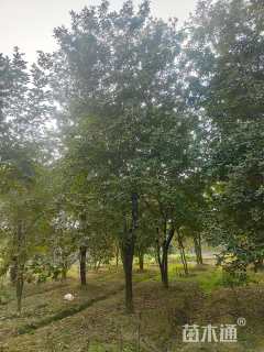 18公分黄花风铃木