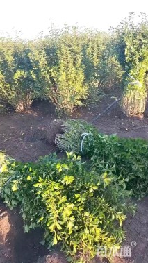 高度100厘米重瓣木槿