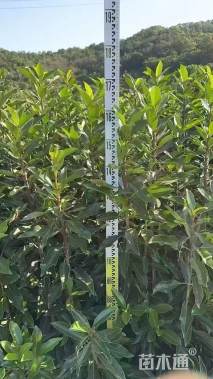 高度100厘米法国冬青