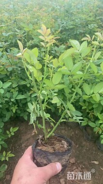 高度40厘米丰花月季