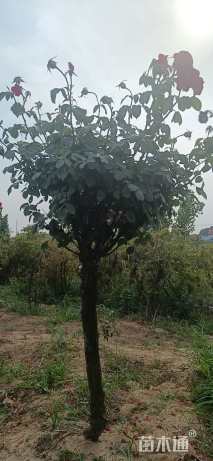 高度170厘米月季