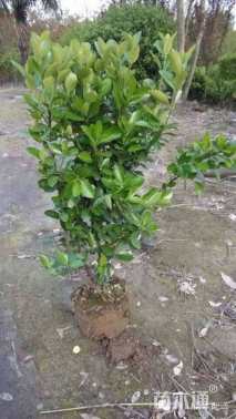 高度50厘米大叶黄杨