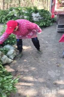 5公分石楠
