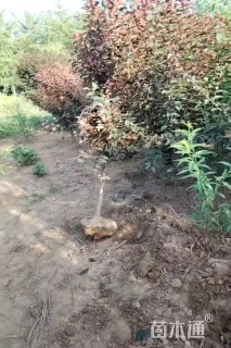 4公分榆叶梅