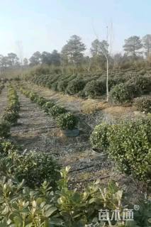 冠幅120厘米无刺枸骨球