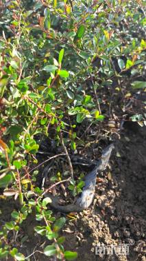 高度45厘米火棘