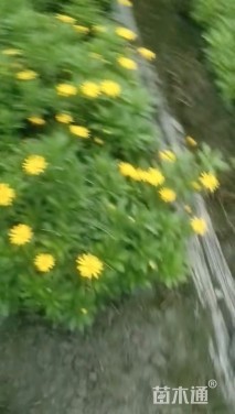 高度40厘米黄金菊